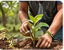 Tree Planting